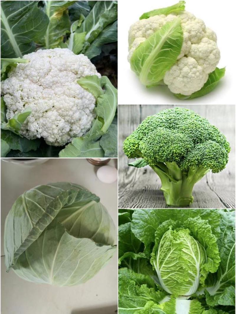 湖北平包新鲜蔬菜大量上市，质量保，欢迎质询