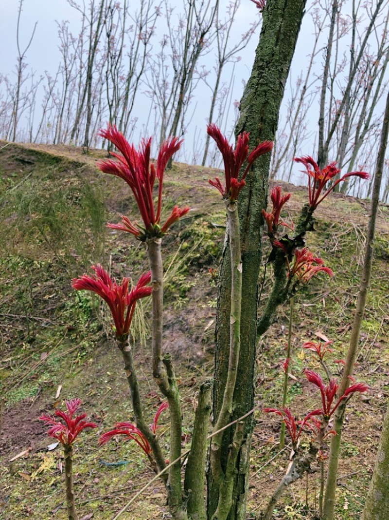 四川大竹正宗红油香椿树苗产地大量现货；