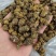 特价云南产地珍虫石斛珍虫枫斗空心虫枫斗批发1斤包邮