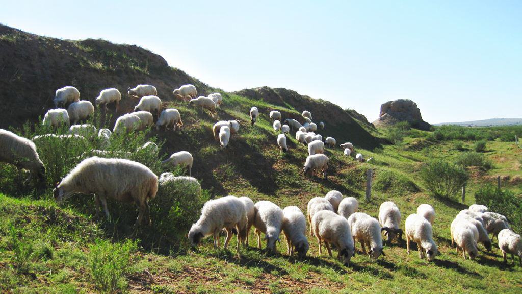 盐池滩羊在碱性草场采食