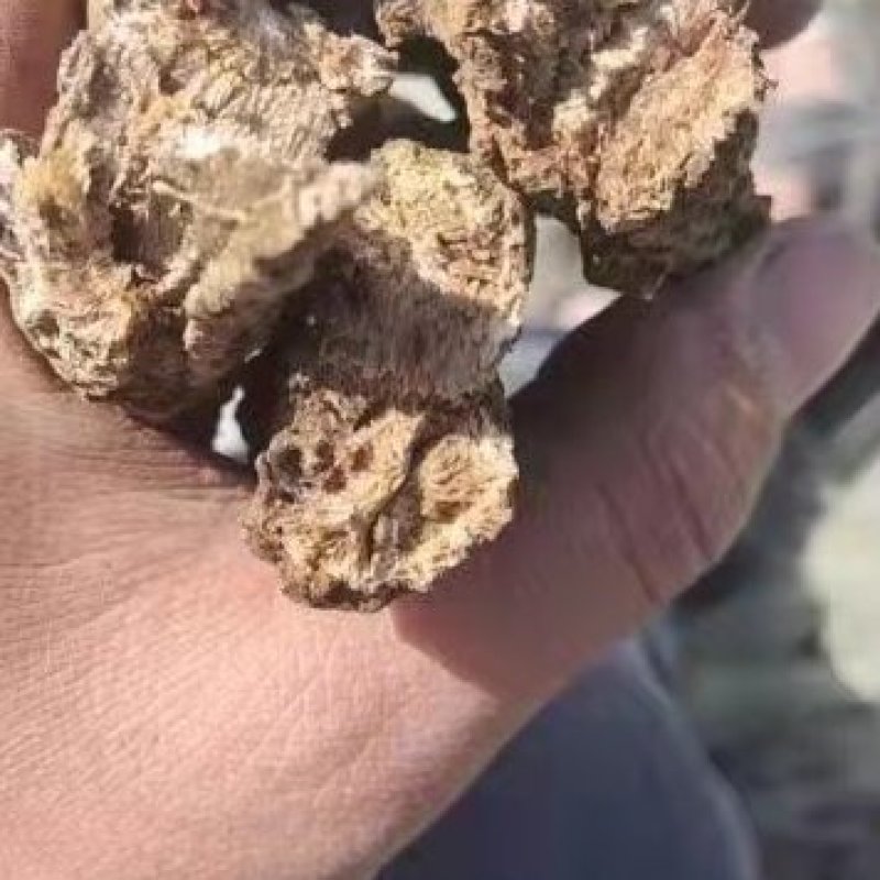 木香统货，可常年供应