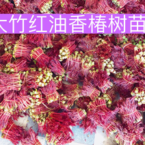四川大竹红油香椿树苗产地大量现货，量大从优
