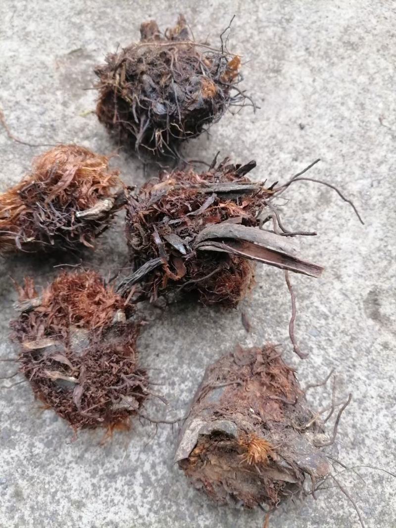 贯众统货，可常年供应
