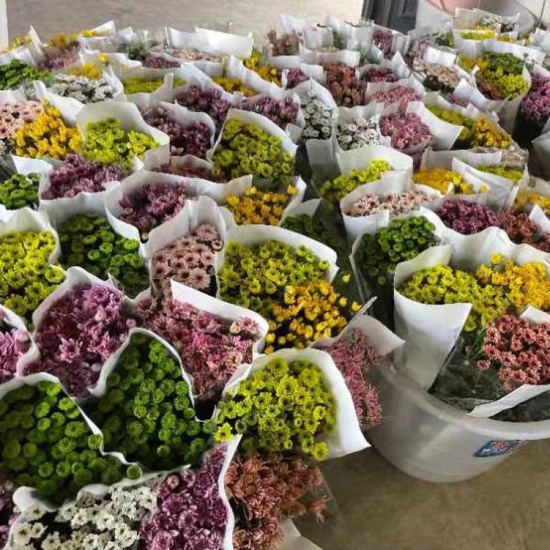 基地小雏菊，新鲜大量到货，10支一扎，混装搭配一件