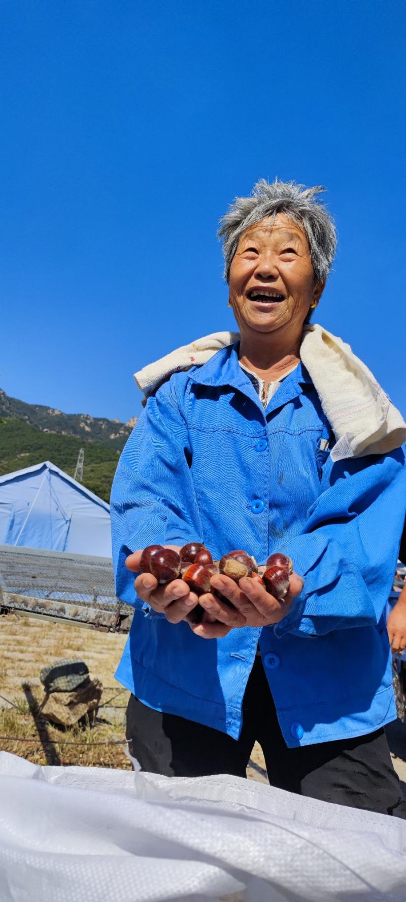 糖炒栗子批2025新鲜板栗野生老树栗子山东小黄蓬糖炒专用