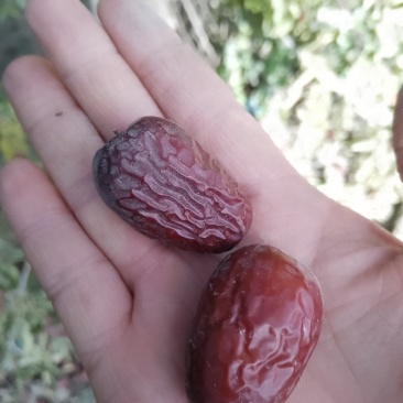 新疆灰枣，