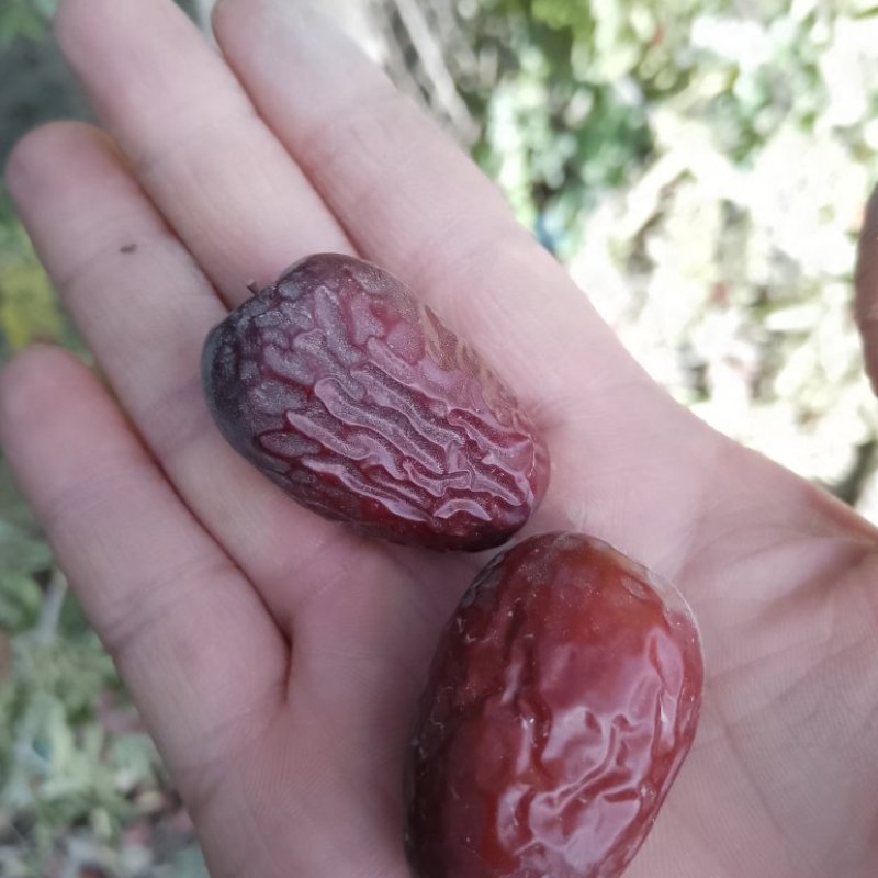 新疆灰枣，