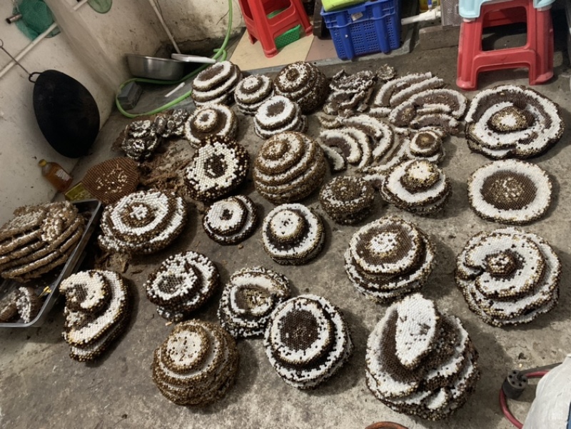 大量批发蜂蛹，马蜂蛹批发零售