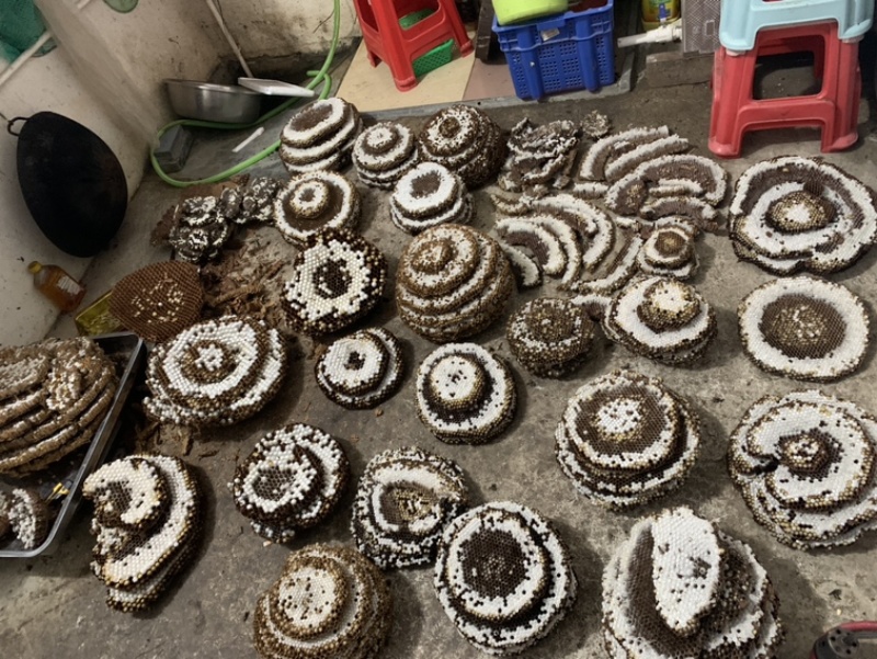 大量批发蜂蛹，马蜂蛹批发零售