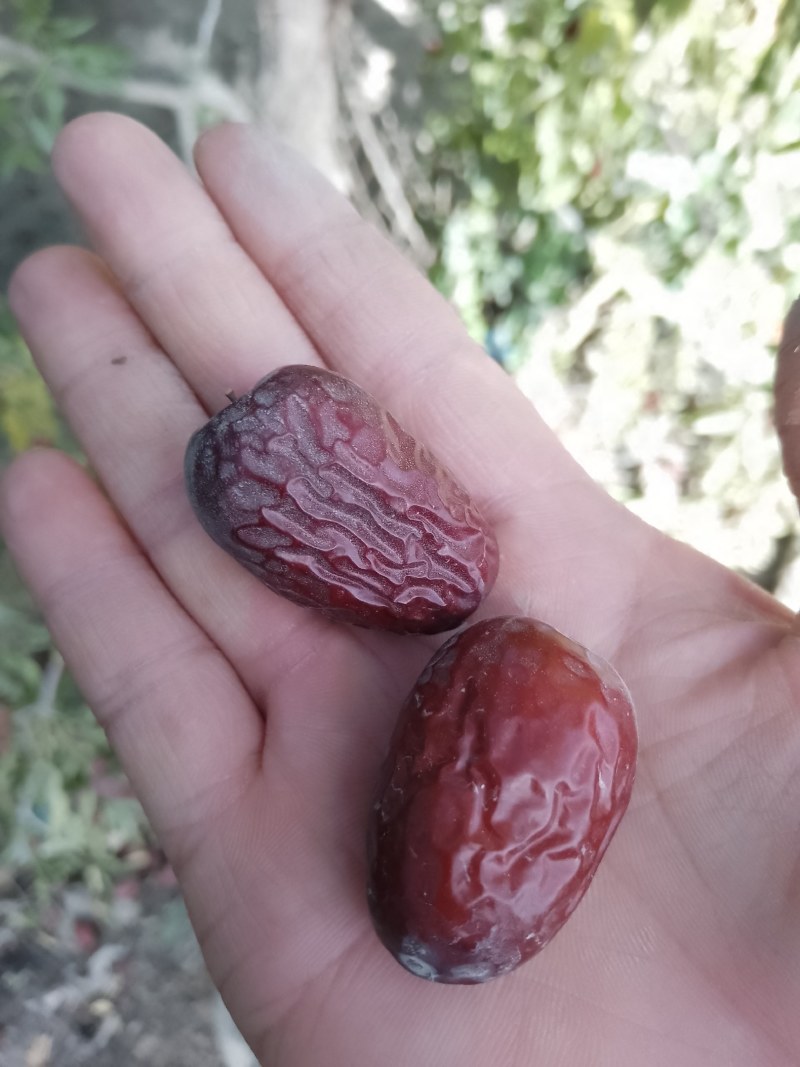 新疆灰枣，