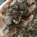 鹿衔草产地内蒙今年新货量多从优品质优良祥泰药材栈欢迎购