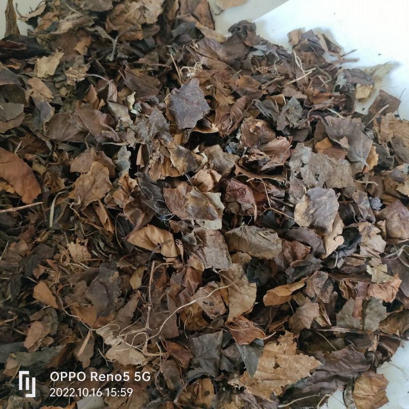 鹿衔草产地内蒙今年新货量多从优品质优良祥泰药材栈欢迎购