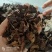 鹿衔草产地内蒙今年新货量多从优品质优良祥泰药材栈欢迎购