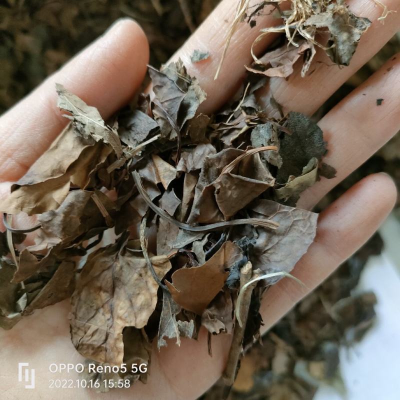 鹿衔草产地内蒙今年新货量多从优品质优良祥泰药材栈欢迎购