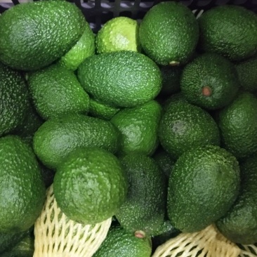 孟连牛油果