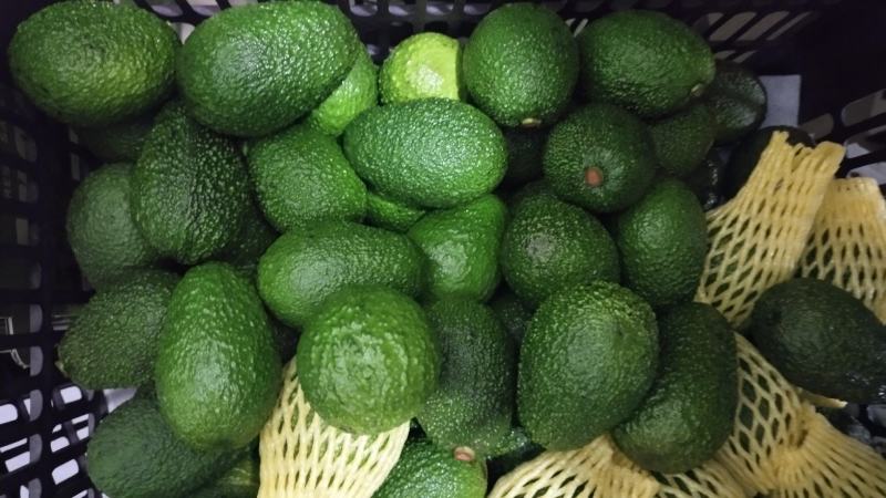 孟连牛油果
