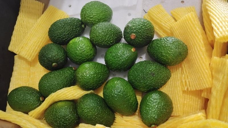 孟连牛油果