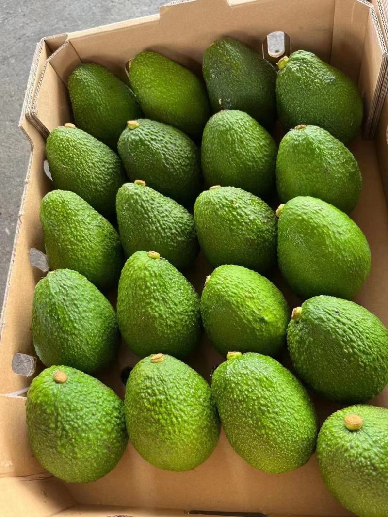 孟连牛油果