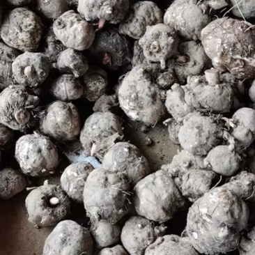 大量供豆腐魔芋
