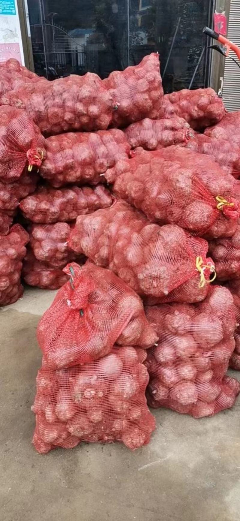 大量供豆腐魔芋