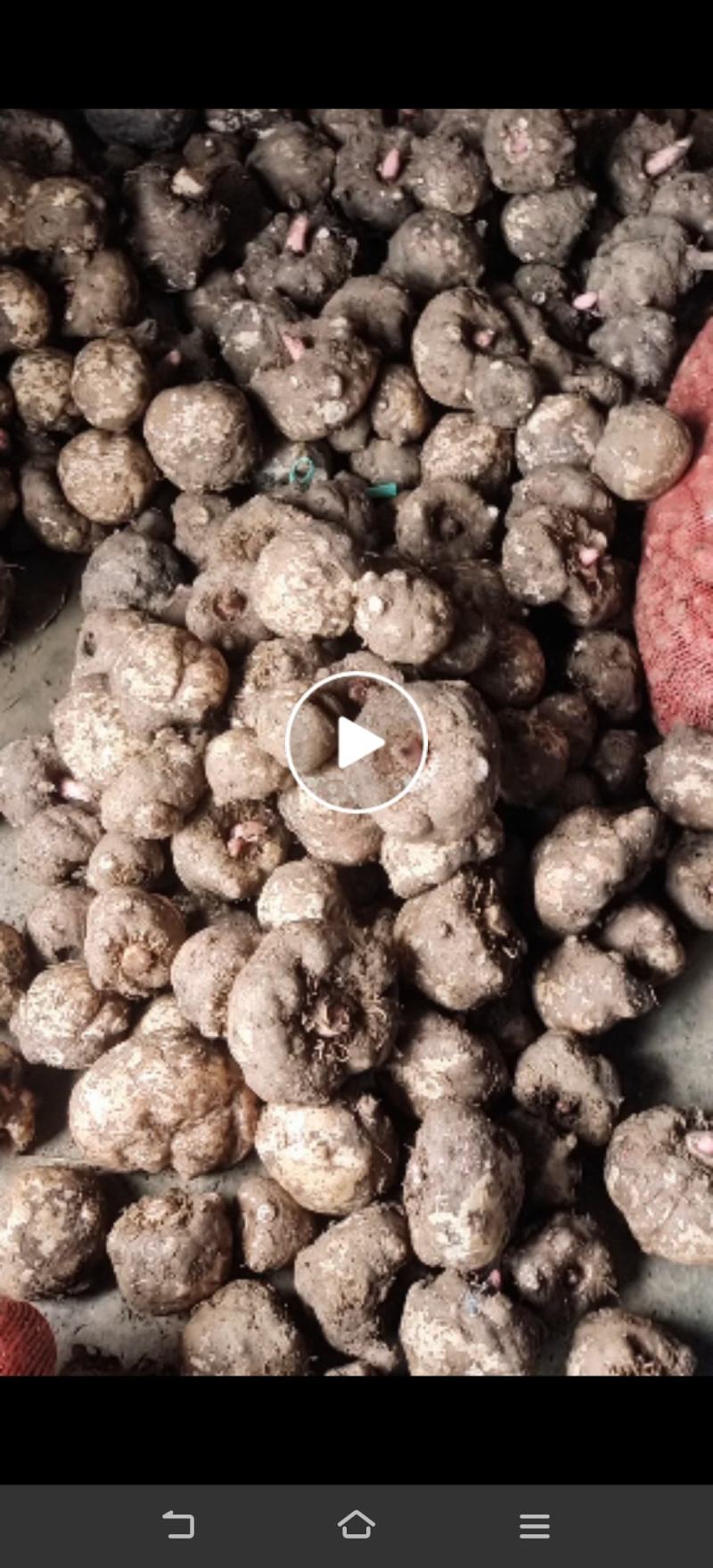 大量供豆腐魔芋