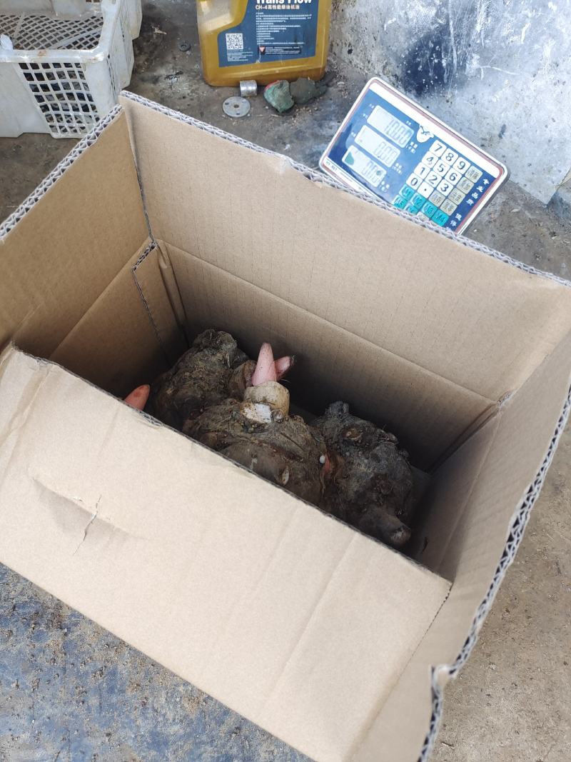 大量供豆腐魔芋