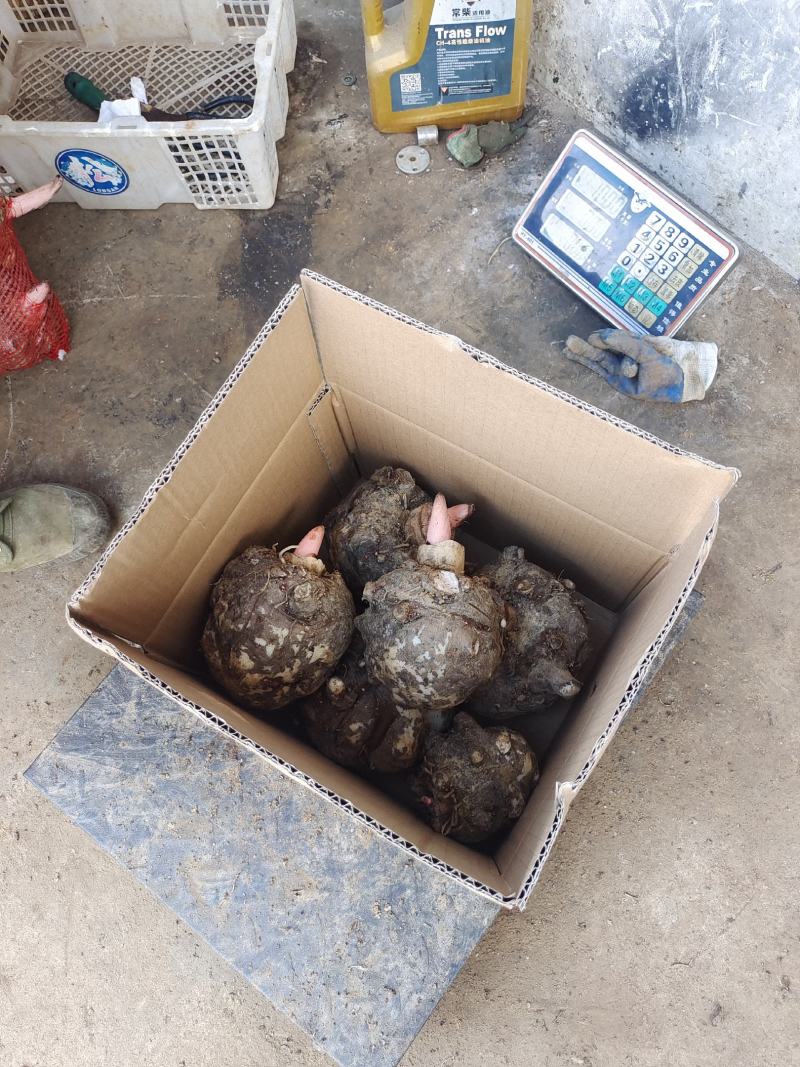 大量供豆腐魔芋