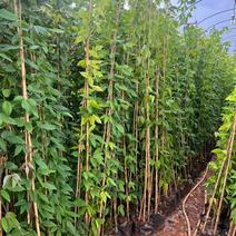 宜良天成林苗圃大量提供及万吃送1米一2米高油麻藤
