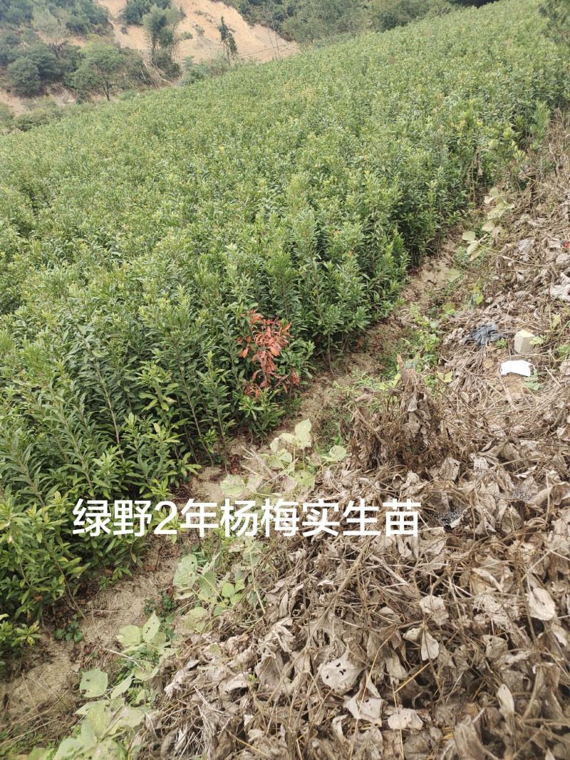 杨梅苗实生苗苗子粗壮大棵现挖现卖量大价优