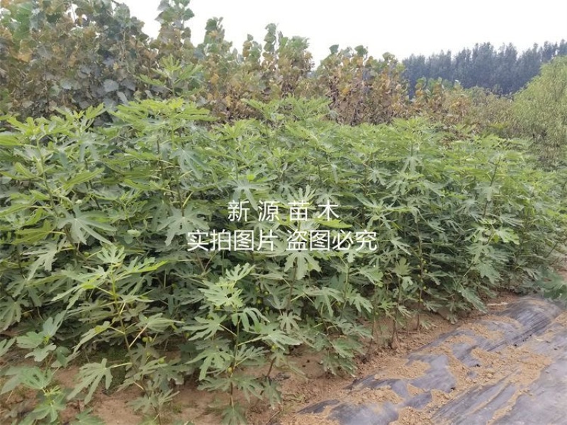 布兰瑞克无花果苗包成活包结果支持技术指导可签合同