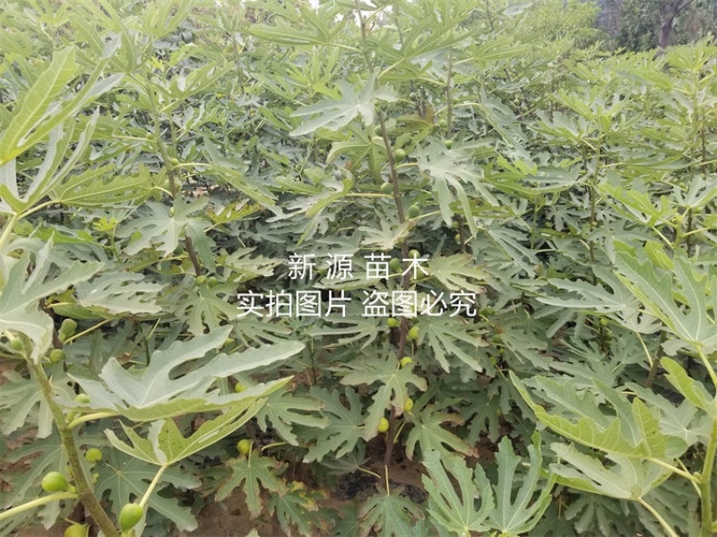 布兰瑞克无花果苗包成活包结果支持技术指导可签合同