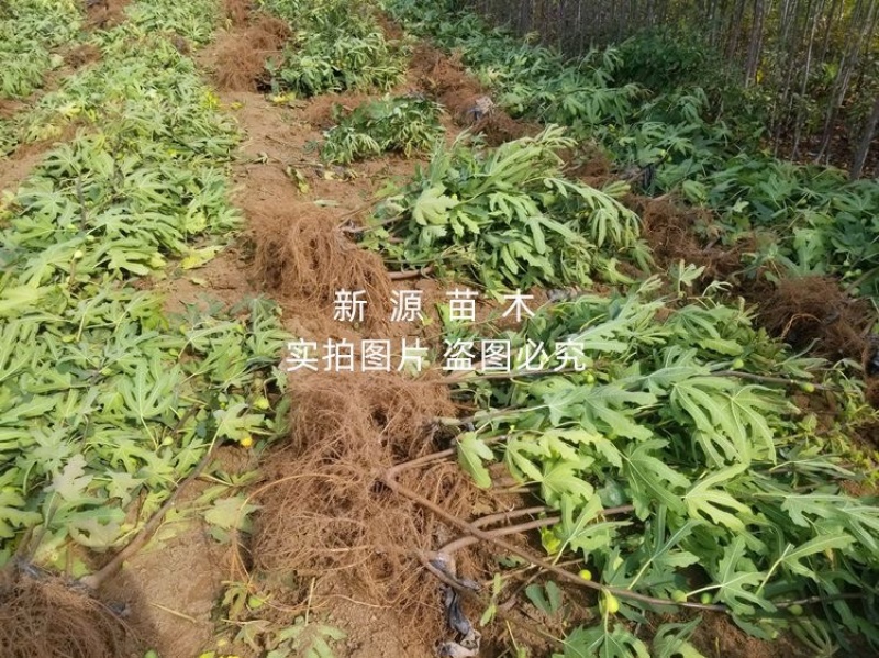 布兰瑞克无花果苗包成活包结果支持技术指导可签合同