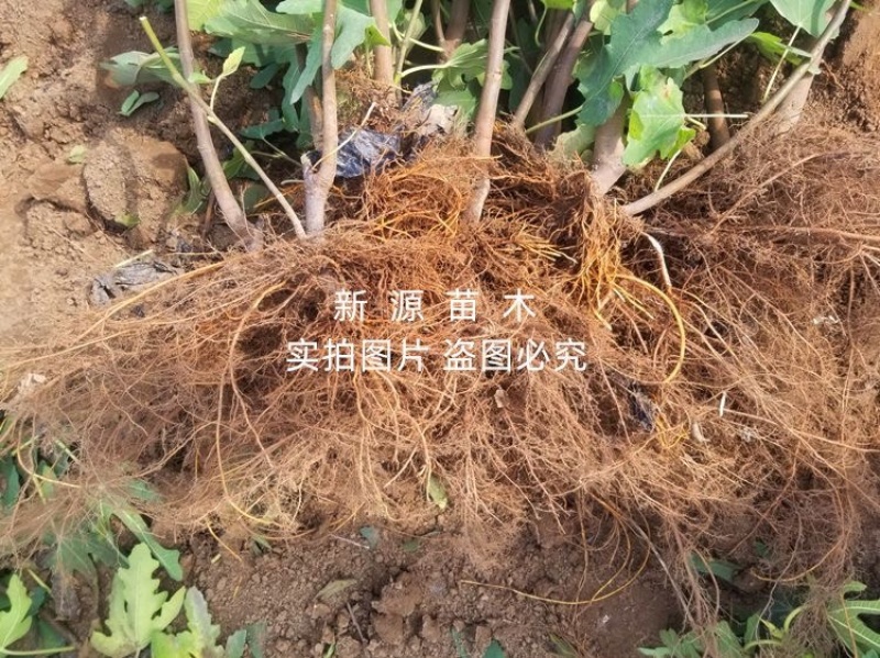 布兰瑞克无花果苗包成活包结果支持技术指导可签合同