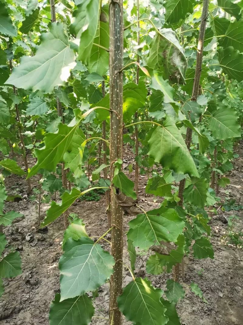速生杨杨树苗107速生杨各种规格基地直供，一手货源