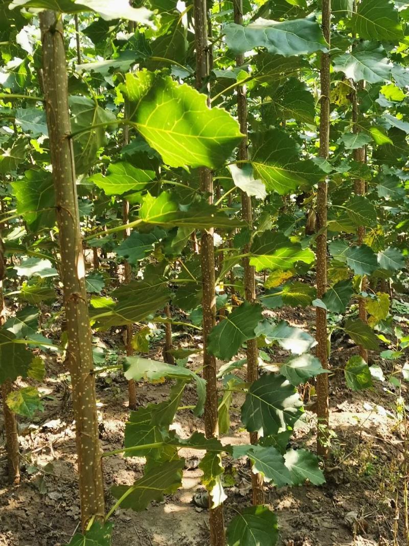 速生杨杨树苗107速生杨各种规格基地直供，一手货源