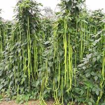 远农小五叶豇豆种子高产特长豆角架豆种子籽大田基地用种四季