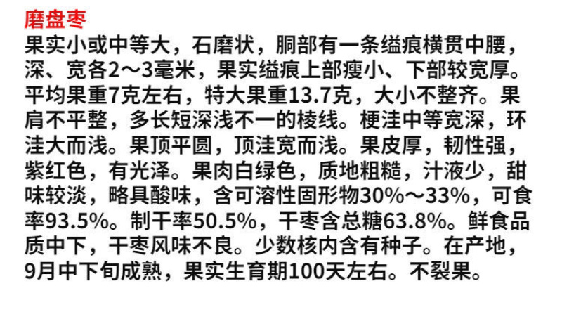 磨盘枣树苗嫁接苗包成活包结果支持技术指导可签合同