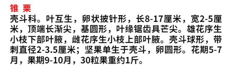 锥栗苗嫁接苗包成活包结果支持技术指导可签合同南北方