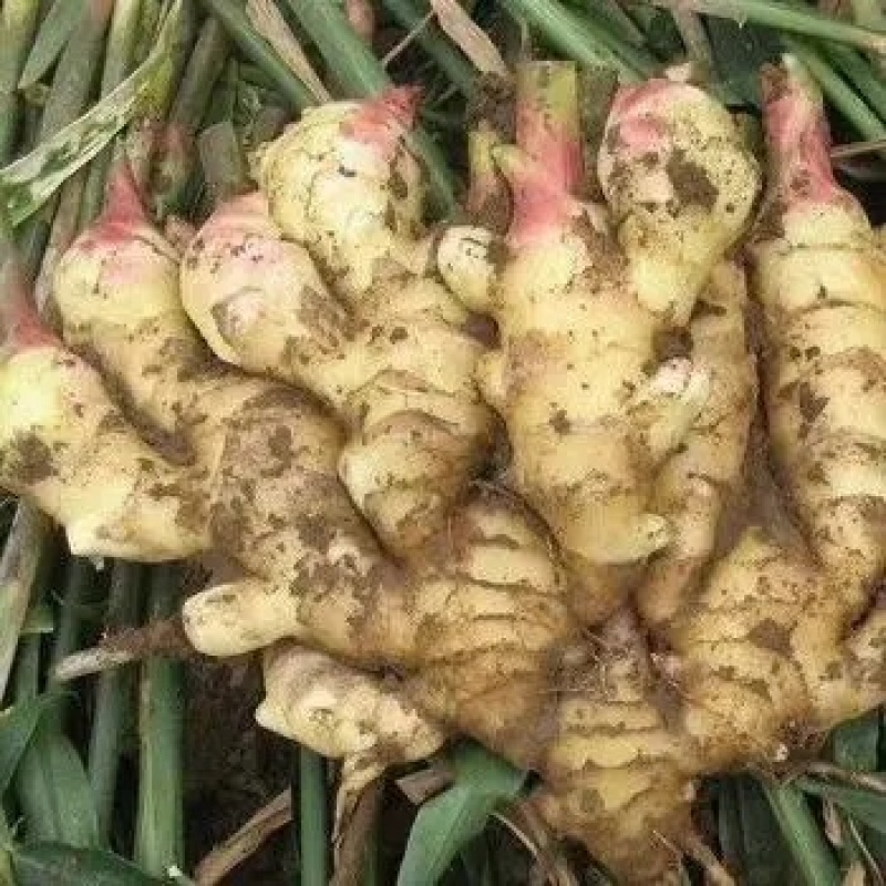 贵州安顺小黄生姜