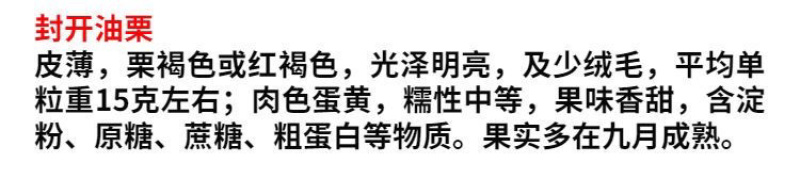 封开油板栗苗嫁接苗包成活包结果支持技术指导可签合同