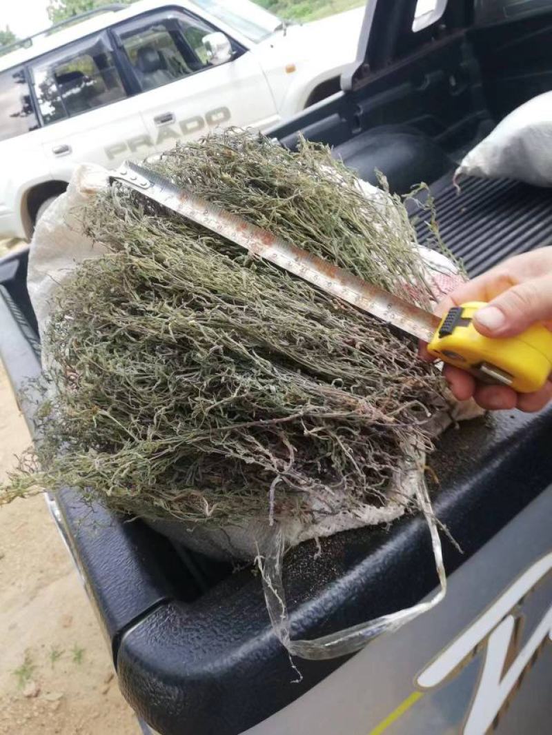野生独脚金，一手货源，今年的新货，两三天可以收一吨