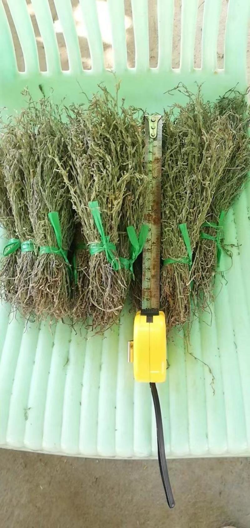 野生独脚金，一手货源，今年的新货，两三天可以收一吨