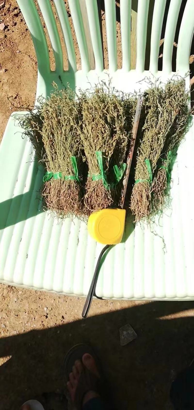 野生独脚金，一手货源，今年的新货，两三天可以收一吨