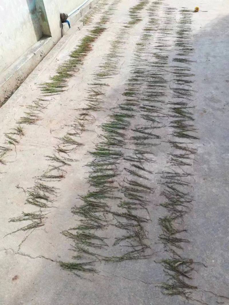 野生独脚金，一手货源，今年的新货，两三天可以收一吨