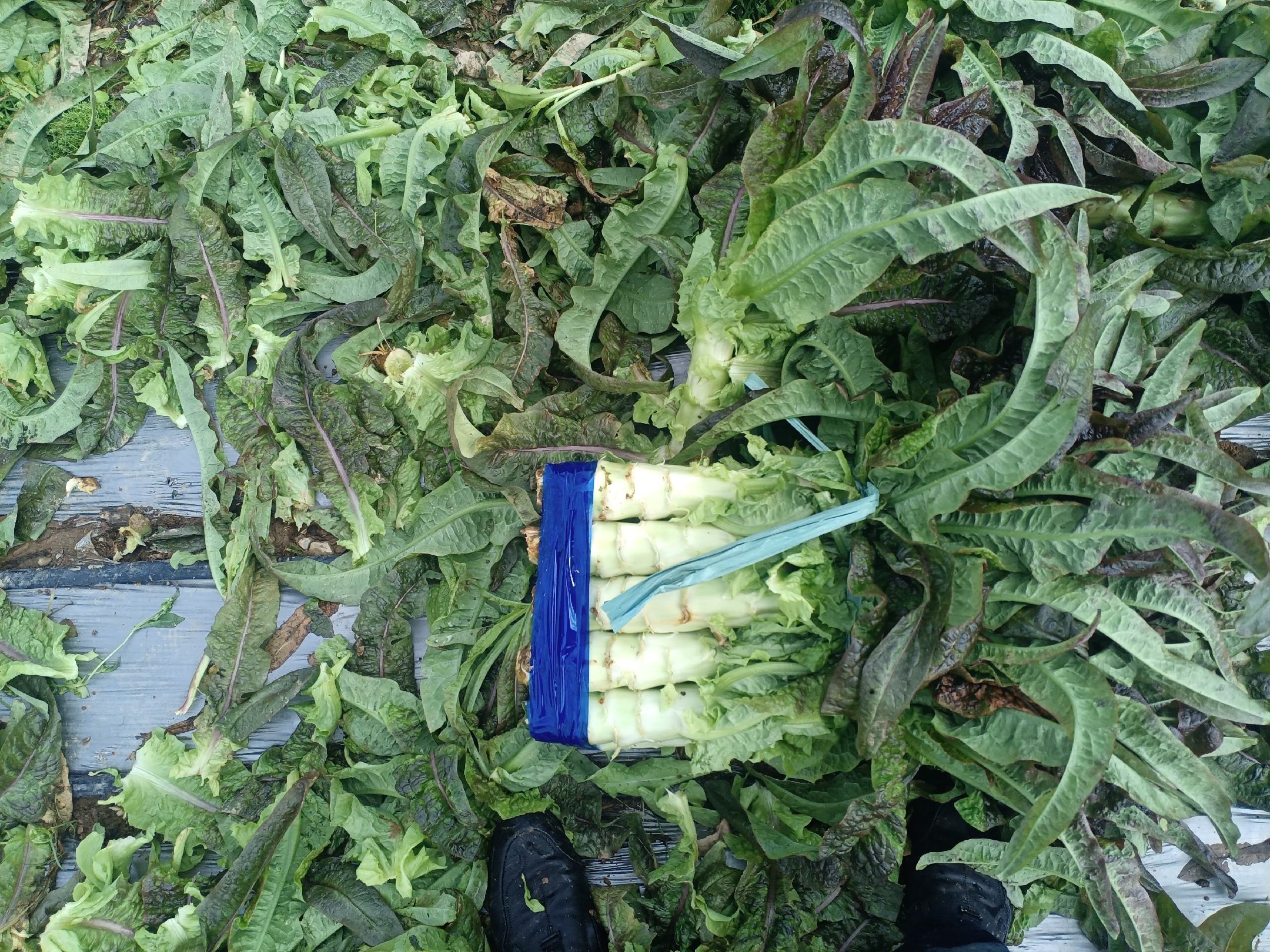 厨房中正在清洗莴苣的过程图