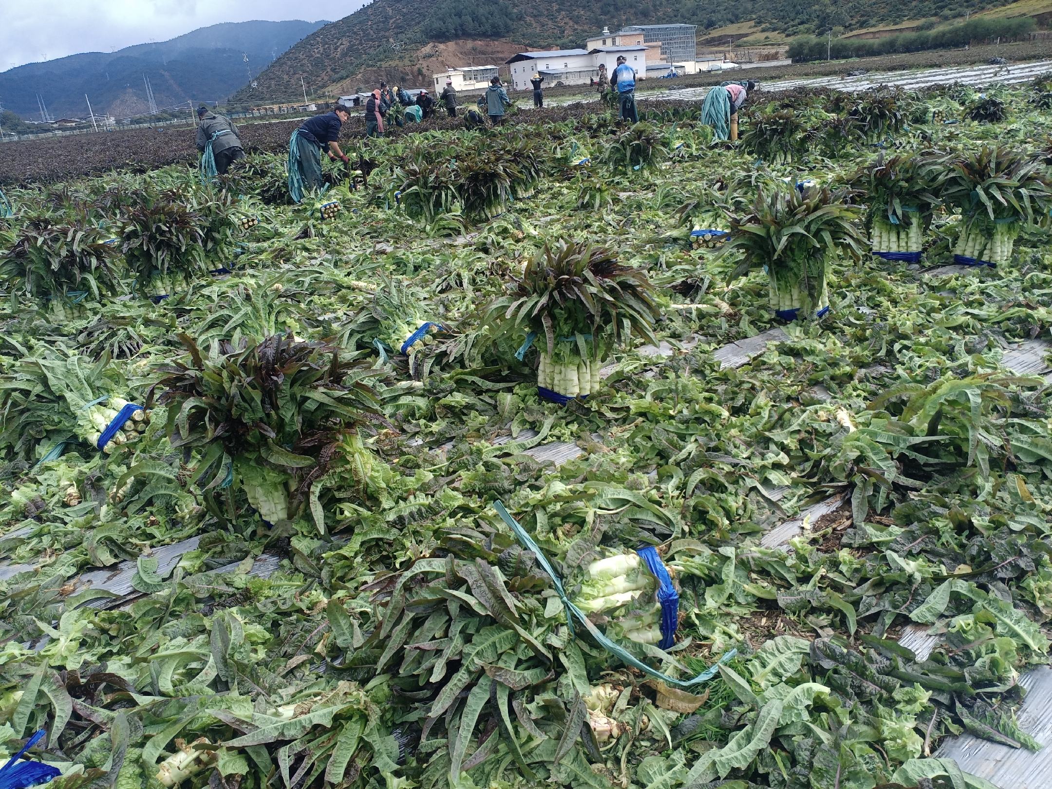 莴苣采收过程示意图