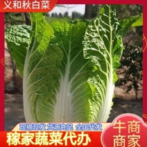 黄心大白菜/高原夏菜/基地直发/一手货源/质量保证/