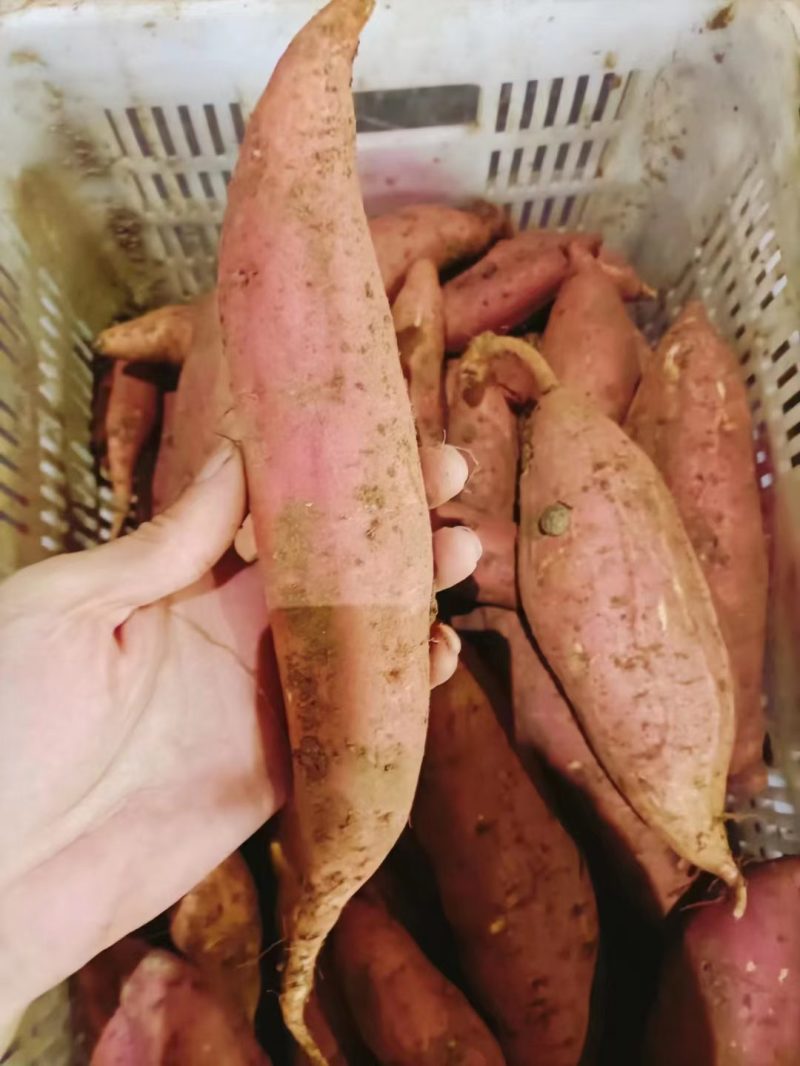 王哥优选渭南红薯保质保量包邮包售后全国一件代发量大从优