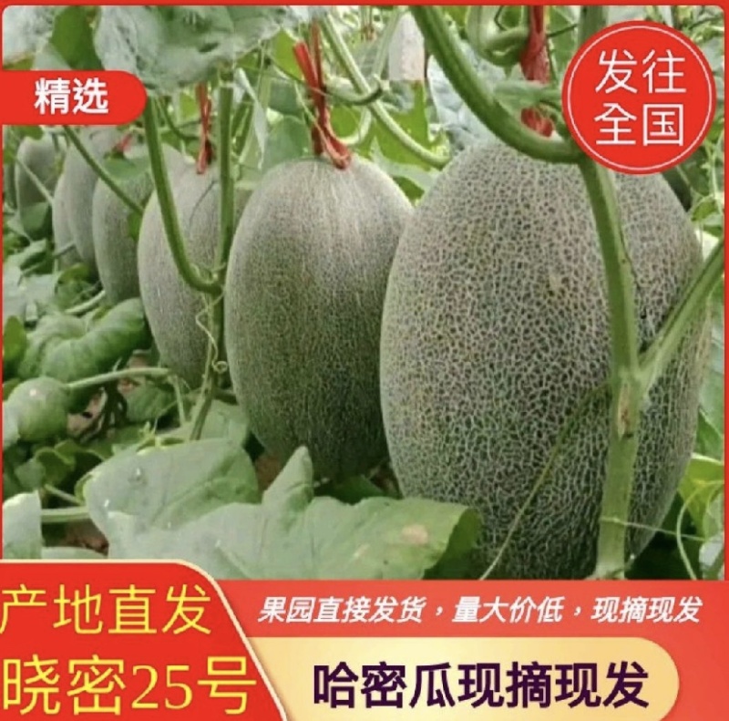 小蜜25号