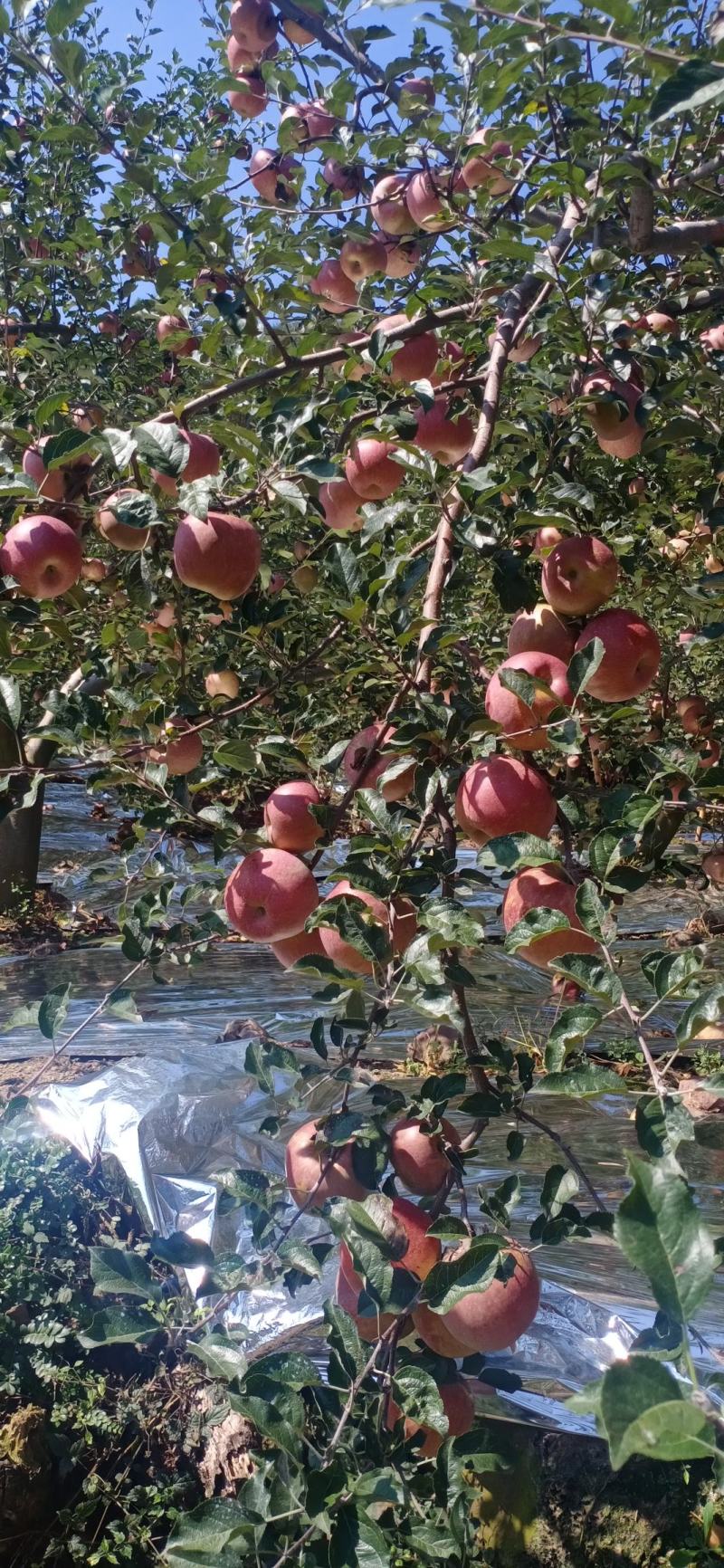 汉源高山糖心丑苹果，口感脆甜，糖心重，糖心能达百分之九十